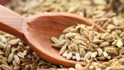 Organic Fennel Seed - Whole Green, Raw, Natural Dried | Grade A, 50 Kg, Cooking Spice