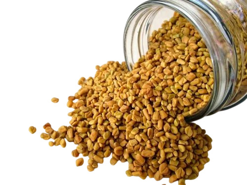 Organic Fenugreek Seeds - Color: Yellow
