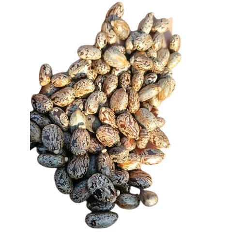 Castor Seeds