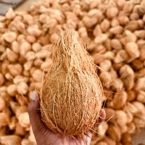 Coconut By Samudhra Export