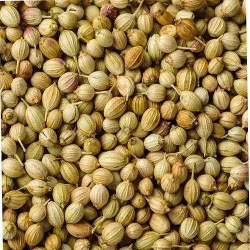Coriander
