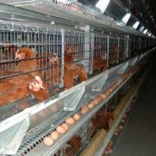 Poultry Nest