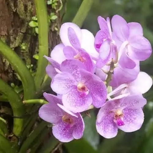 Orchid Flowers
