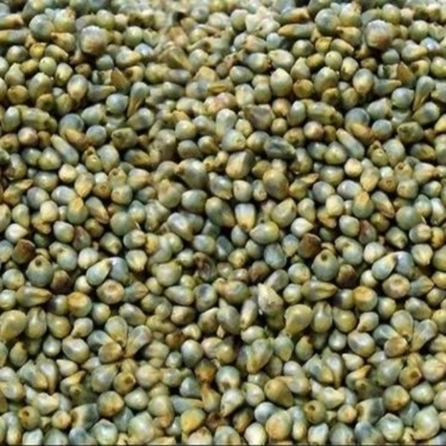 Millet Seeds
