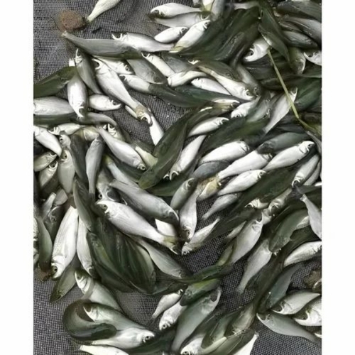 Rohu fish seed