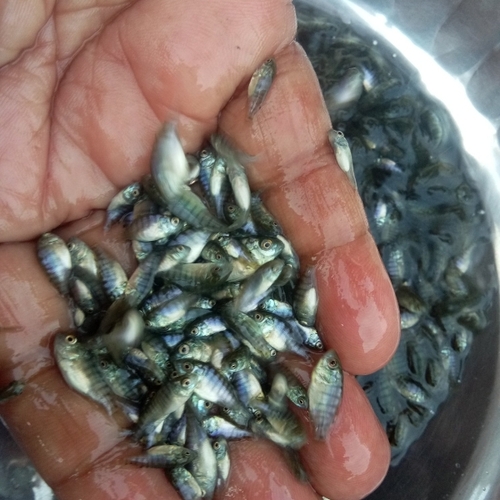 Tilapia fish seeds