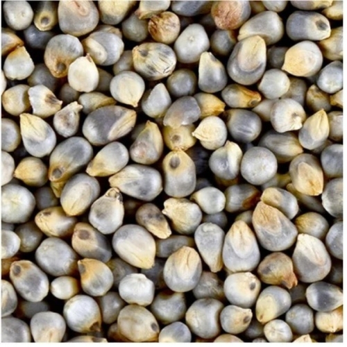 Dried Grey Pearl Millet Seeds - Grey, Natural Dried, Common Cultivation | Grade A, 100% Purity, 50 Kg Food Seeds