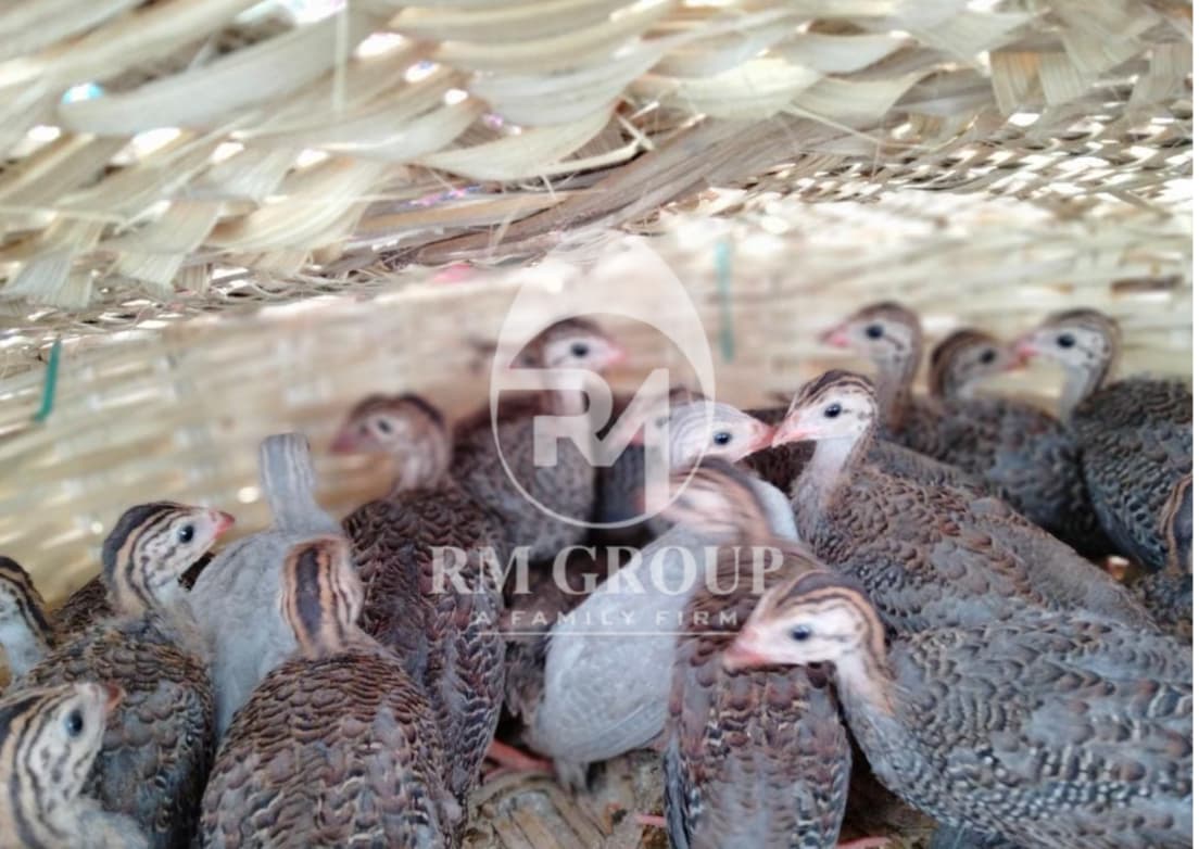 Turkey Day Old Chicks - Breed: Hybrid