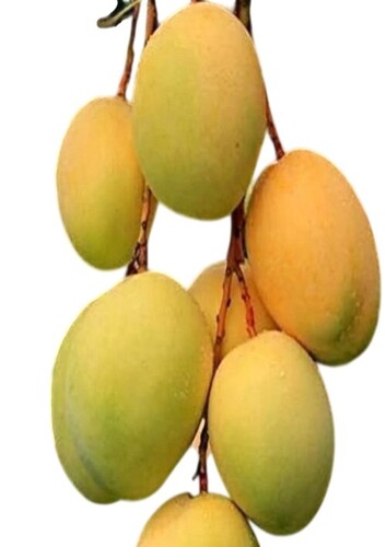 Alphonso Mango