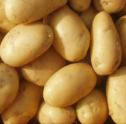 White Fresh Potato - Moisture (%): Na