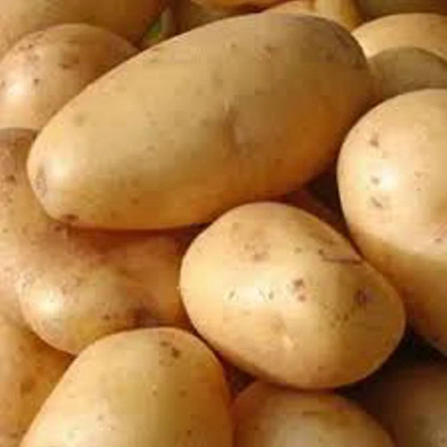 Brown Potato - Shape: Cruve