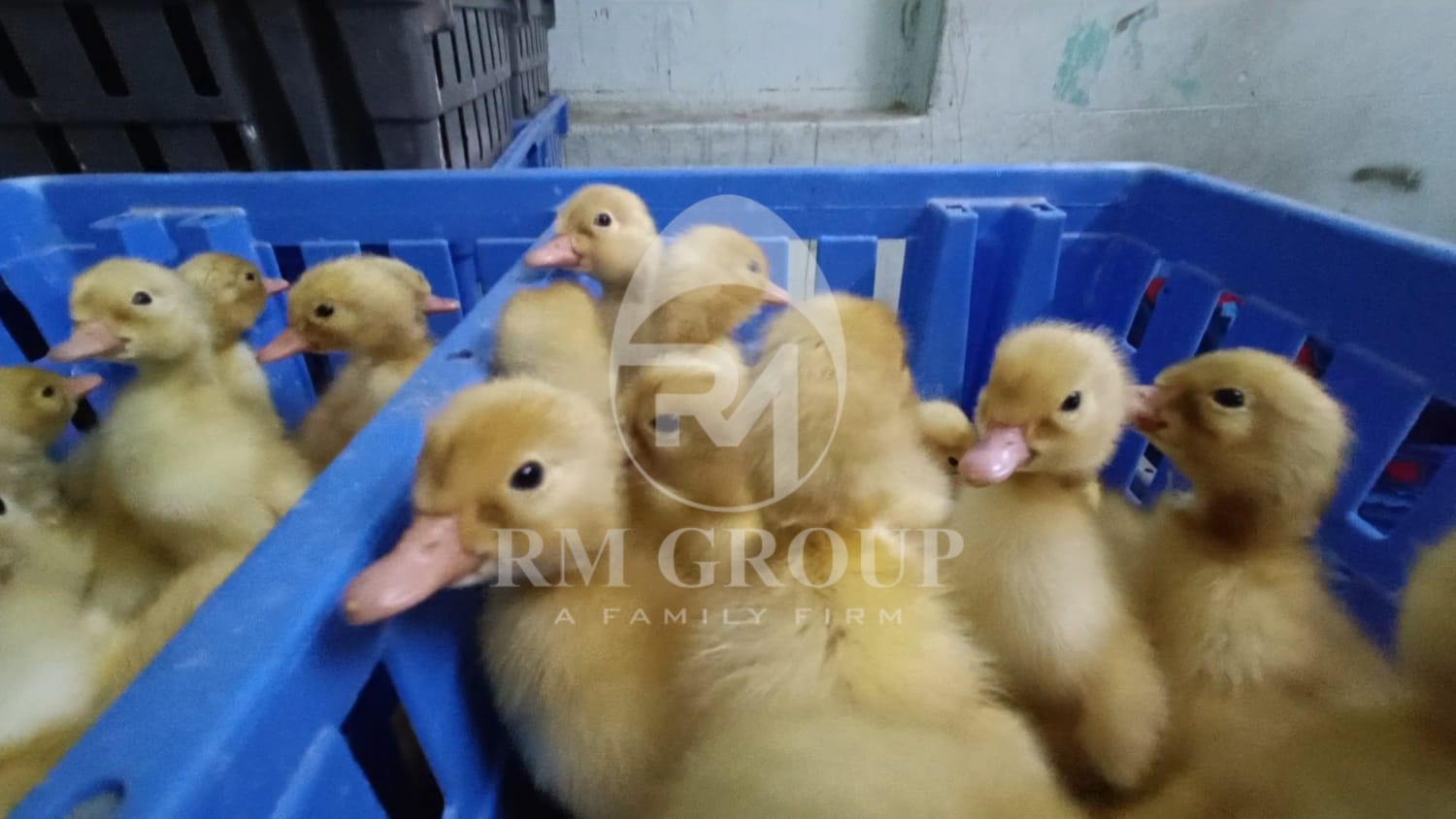 Duck Farming White Pekin Duck Chicks