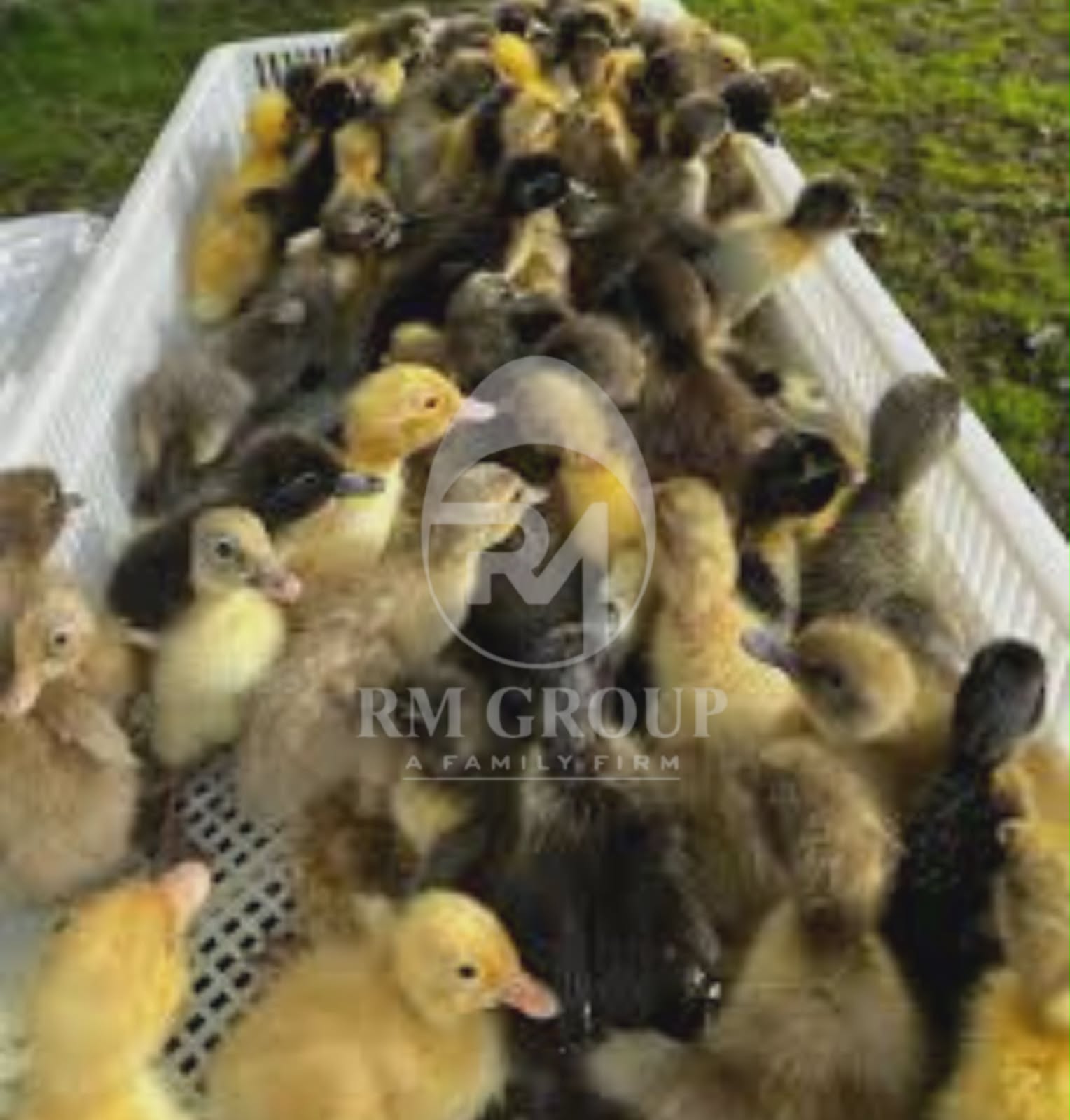 Indian Runner Duck Chicks - Breed: Ducklings