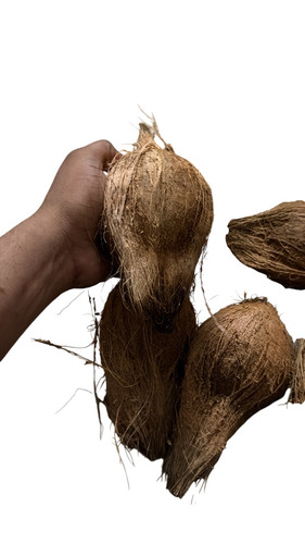 Semi Husked Coconut