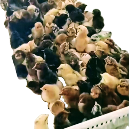 Sonali Chicks