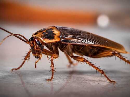 Cockroach Control Pest Service By All In One Pest Control