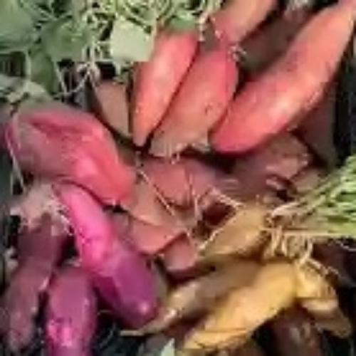 Fresh Sweet Potato