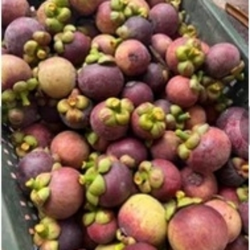 Fruit Mangosteen