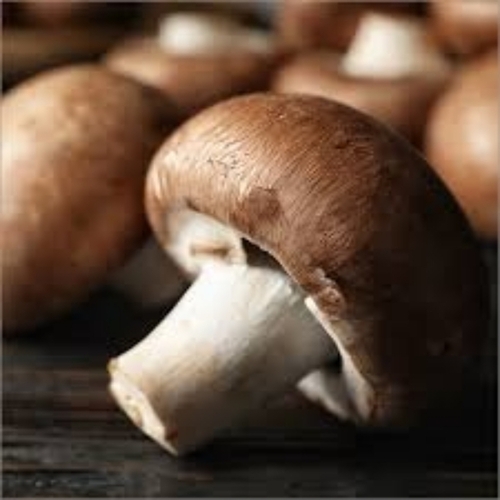 Brown Mushroom