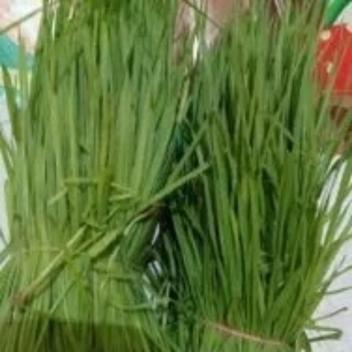 Wheatgrass Leaf - Pack Size: Customize