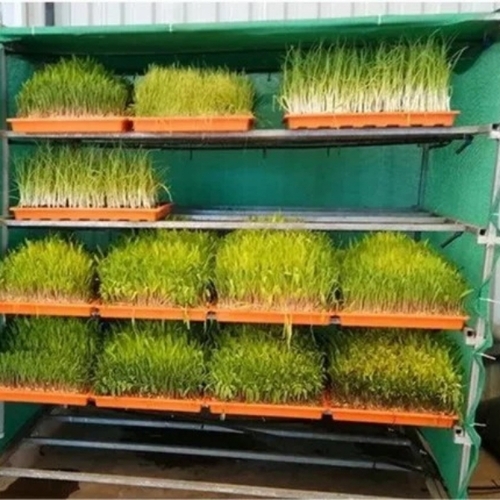 Hydroponuc fodder system