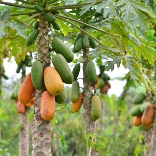 Papaya 