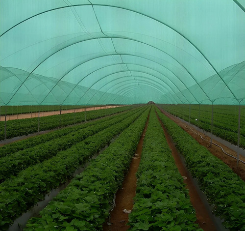 50% Agro Shade Net
