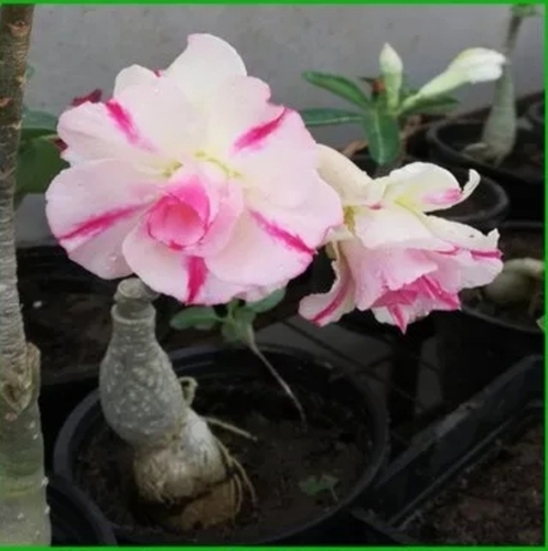 Adenium Double Pattle, Grafted Mixed Colour
