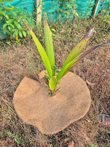 Biodegradable Mulch Mat 8 Inch