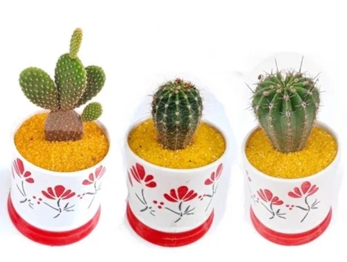Cactus Plants