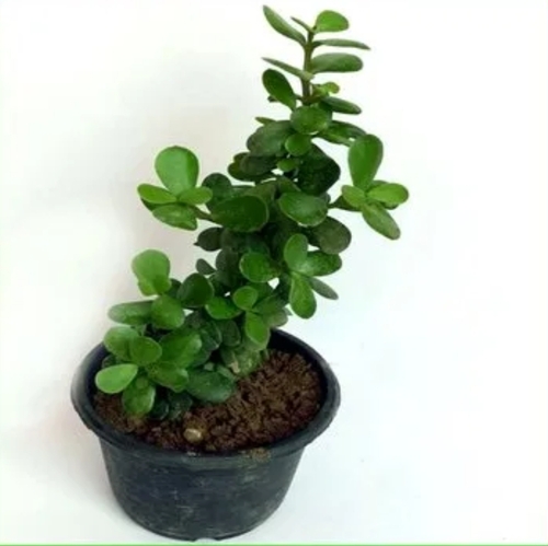Crassula Money Plant - Green Succulent Leaves, Compact Growth, Drought Tolerant, Air Purifying, Indoor Suitable