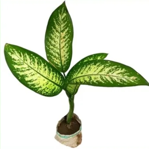 Good Luck Indoor Plant