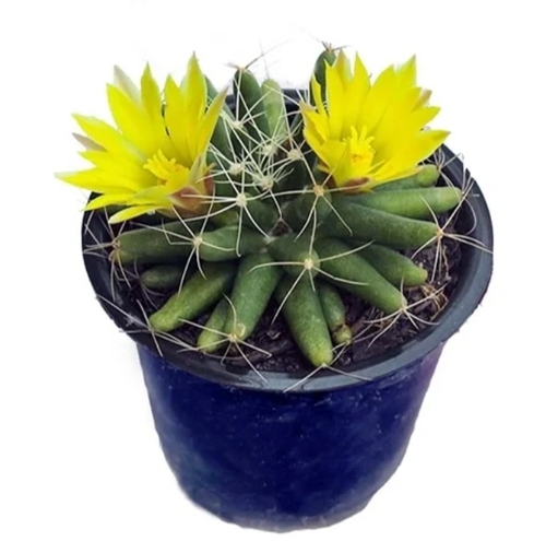 Mammillaria Longimamma Cactus Plant