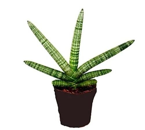 Sansevieria Cylindrica, Boncel, Cylindrical Snake Plant, Dracaena Angolensis