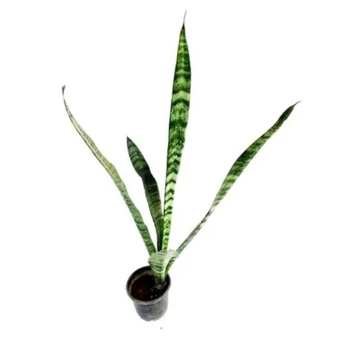 Snake Plant, Mother In Law Tongue Plant