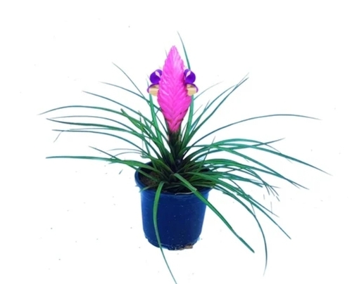 Tillandsia Cyanea Hanging Flower Plant, Pink Quill Air Plant