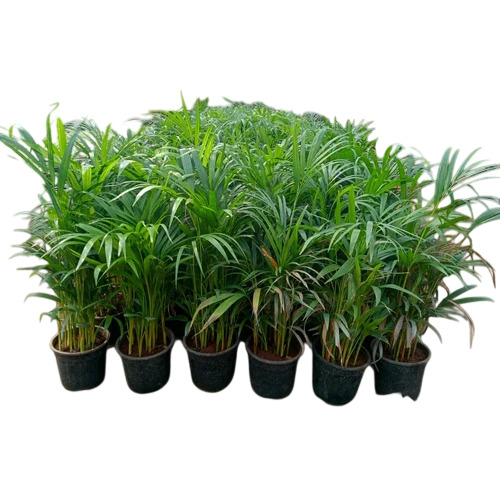 Areca Plam Plants