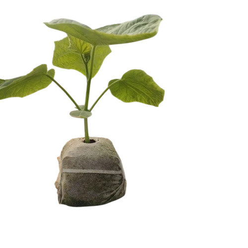 Cocopeat Grow Cubes