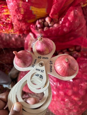Fresh Onions - Shape: Round