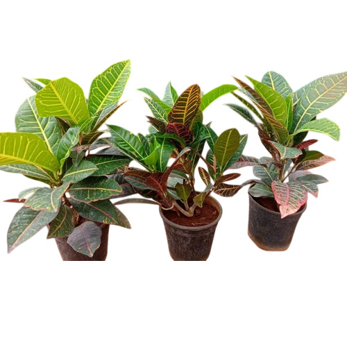 Petra Croton Plant