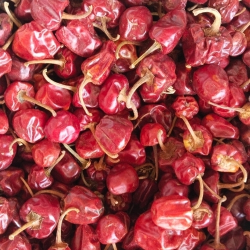 Round Red Chilli