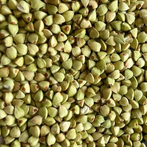 Common Wheat Seed