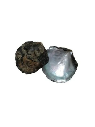 Black Mother Of Pearl Sea Shells