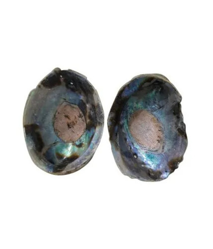 Decorative Mother Of Pearl Sea Shells