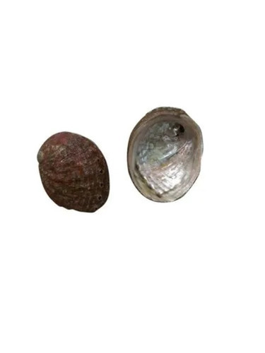 Mother Of Pearl Sea Abalone Shells