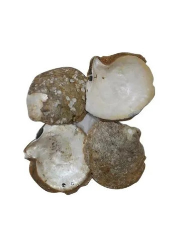 Mother Of Pearl Sea Shells