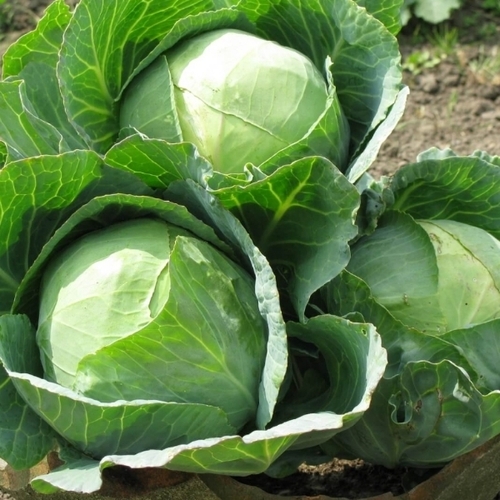 Cauliflower Plant