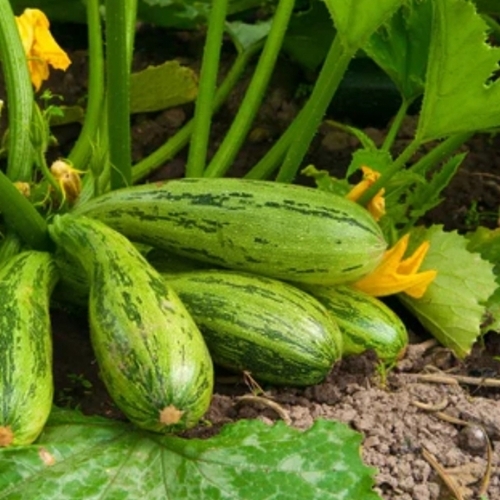 Cucumber plant