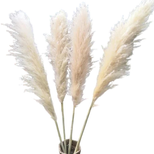 Nature Pampas Grass Dried Flowers For Wedding Decor - Color: Off White