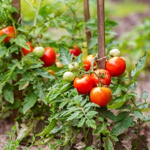Tomato Plant